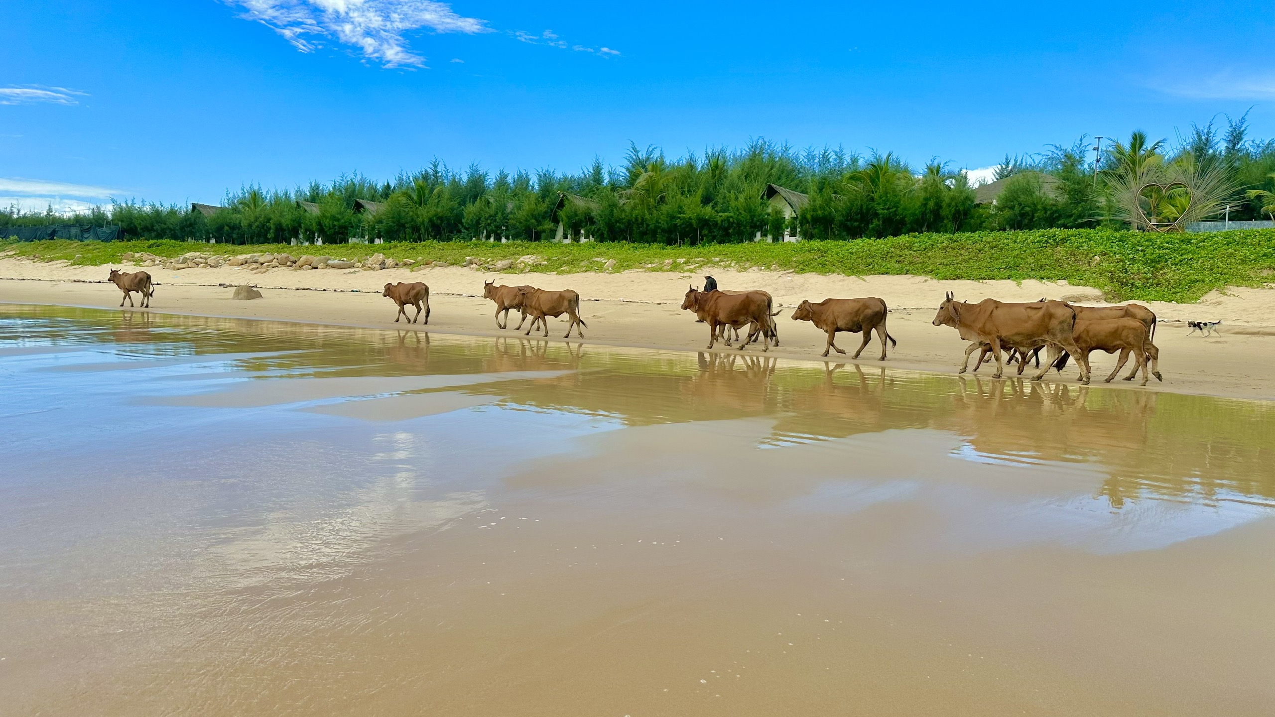 Hòa Lợi resort Phú Yên